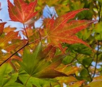 Acer palmatum 'Tsumabeni' - Acer palmatum 'Tsumabeni' Japanse kleinbladige esdoorn - 2