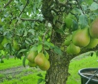 Pyrus com. 'Bomme Louise d'Avranches - Pyrus com. 'Bomme Louise d'Avranches - 1