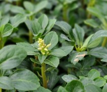 Pachysandra terminalis