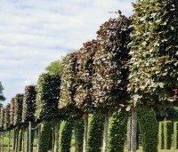 Fagus sylvatica 'Atropunicea' - Rode beuk - blad juli. gesnoeid