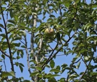 Pyrus com. 'Williams' - Pyrus com. 'Williams' - 2