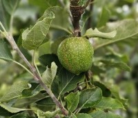 Malus dom. 'Granny Smith' - Malus dom. 'Granny Smith' - 1