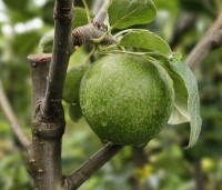 Malus dom. 'Granny Smith' - Malus dom. 'Granny Smith' - 2