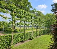 Tilia cordata 'Greenspire' - Winterlinde 'Greenspire' - 1