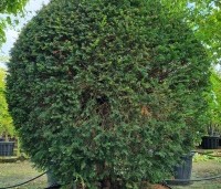 Taxus baccata - Venijnboom - 4