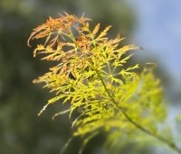 Acer palmatum 'Dissectum' - Japanse esdoorn 'Dissectum' - 5
