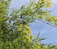 Acer palmatum 'Dissectum' - Japanse esdoorn 'Dissectum' - 4