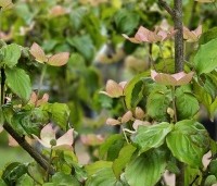 Cornus satomi - Kornoelje - 2
