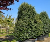 Prunus lusitanica 'Angustifolia' - Portugese laurier - 1