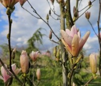 Magnolia 'Heaven Scent'  - Beverboom - 1