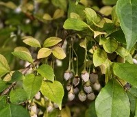 Styrax japonicus - Storaxboom - 1