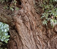 Salix alba - Schietwilg - 3