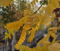Robinia pseudoacacia 'Frisia'  - Gele acacia - 1