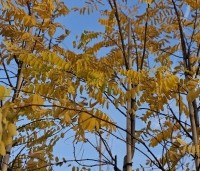 Robinia pseudoacacia 'Frisia'  - Gele acacia - herfst