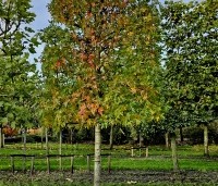 Liquidambar styraciflua - Amberboom - 1