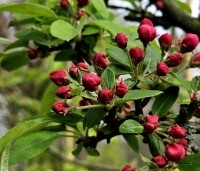 Malus 'Red Sentinel' - Sierappel - bloei voorjaar