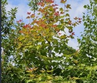 Liquidambar formosana 'Ellen' - Speciale amberboom met Aziatische roots - 6