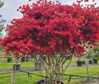 Rododendron Azalea 'Stewartstonian' - Azalea 'Stewartstonian' - 7