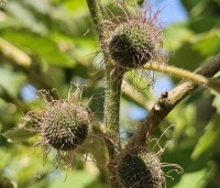 Broussonetia papyrifera - Papiermoerbei - 1