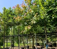 Liquidambar formosa 'Ellen' - Speciale amberboom met Aziatische roots - 1