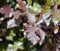 Fagus sylvatica 'Dawyck Purple' - Paarse Beuk - 1