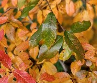 Nyssa sylvatica 'Autumn Cascades' - Zwarte tupeloboom  - 5