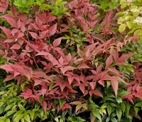 Nandina domestica 'Obsessed' - Hemelse bamboe 'Obsessed' - blad in mei