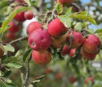 Malus domestica 'Elstar' - Appel Elstar - 4