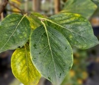 Diospyros 'Nikita's Gift' - Kaki boom 'Nikita's Gift' - 2