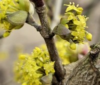 Cornus mas - Gele kornoelje - 2