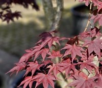 Acer palmatum 'Bloodgood' - Japanse esdoorn - juni 2025