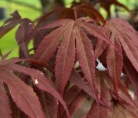 Acer palmatum 'Sumi-Nagashi' - Japanse Esdoorn 'Sumi-Nagashi' - 3