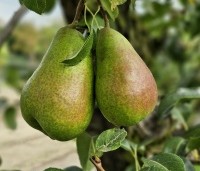 Pyrus com. 'Bonne Louise d'Avranches - Pyrus com. 'Bonne Louise d'Avranches - 5