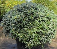 Rhododendron Yakushimanum 'Sonatine' - Rododendron 'Sonatine' - 1