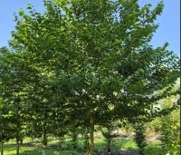 Styrax japonicus - Storaxboom - 1