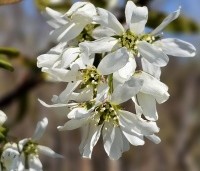 Amelanchier laevis 'Ballerina' - Krentenboompje 'Ballerina' - 1