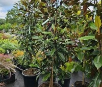 Magnolia grandiflora 'Kay Parris' - Groenblijvende grootbladige magnolia - 4