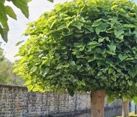 Catalpa bignonioides 'Nana' - Bolcatalpa - 1