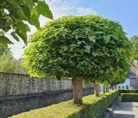 Catalpa bignonioides 'Nana' - Bolcatalpa - 2