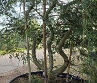 Acer palmatum 'Emerald Lace' - Japanse Esdoorn 'Emerald Lace' - 1