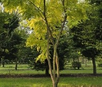 Robinia pseudoacacia 'Frisia'  - Gele acacia - 1