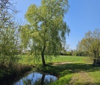 Salix sepulcralis 'Chrysocoma' - Treurwilg - 1
