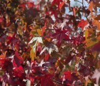 Liquidambar styraciflua - Amberboom - 1