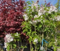 Syringa vulgaris 'Beauty of Moscow' - Sering 'Beauty of Moscow' - 1