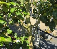 Pyrus com. 'Clap's Favorite' - Pyrus com. 'Clap's Favorite' - 1