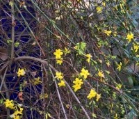 Jasminum nudiflorum - Winter Jasmijn - 1