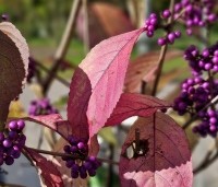 Callicarpa bodinieri 'Profusion' - Schoonvrucht - herfstblad in oktober
