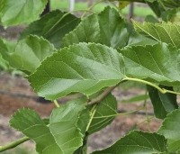 Morus alba 'White Berry' - Witte moerbei 'White Berry' - 2