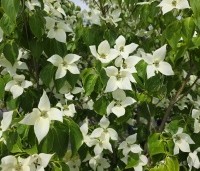 Cornus kousa 'China Girl' - Japanse grootbloemige kornoelje - 2