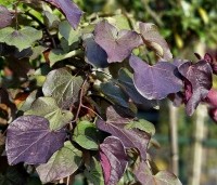 Cercis canadensis 'Ruby Falls' - Amerikaanse Judasboom - 2